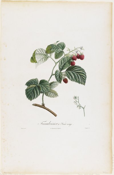 Framboisier à fruit rouge (Framboises), de Traité des Arbres Fruitiers, 1807-35 - Pierre Jean Francois Turpin